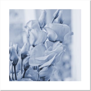 Soft blue lisianthus - Hampton Style Posters and Art